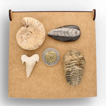 Get your Ancient Oceans Fossil Gift Box online now or in store at Forever Gems in Franschhoek, South Africa