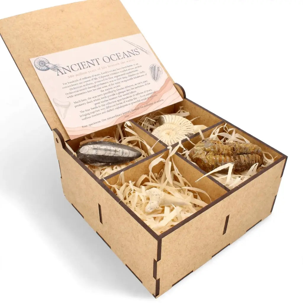 Get your Ancient Oceans Fossil Gift Box online now or in store at Forever Gems in Franschhoek, South Africa