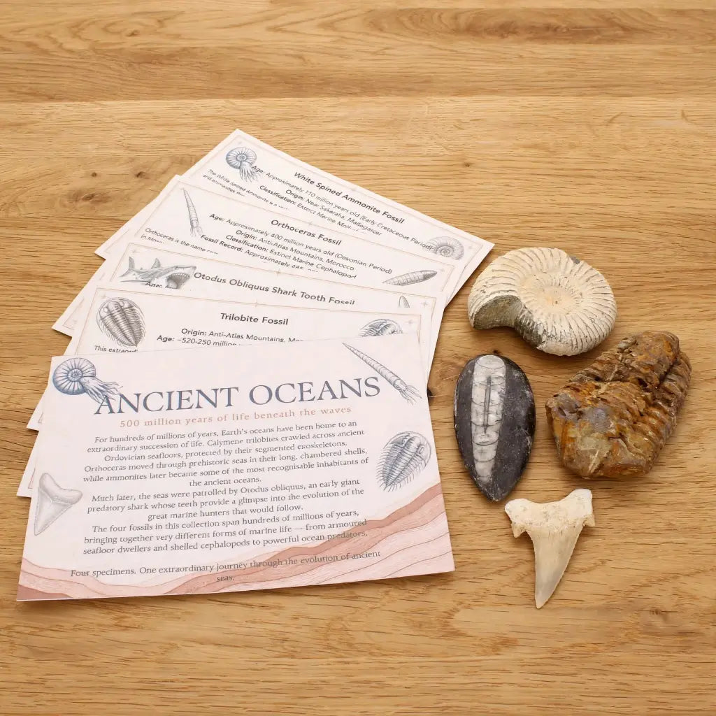 Get your Ancient Oceans Fossil Gift Box online now or in store at Forever Gems in Franschhoek, South Africa