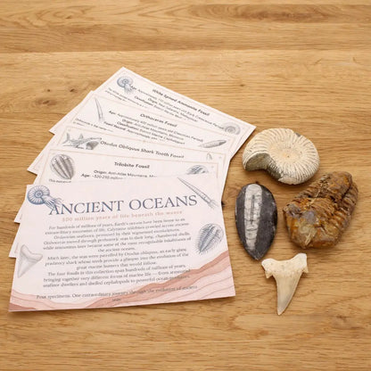 Get your Ancient Oceans Fossil Gift Box online now or in store at Forever Gems in Franschhoek, South Africa