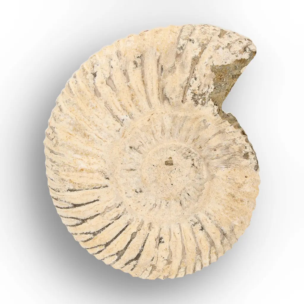 Get your Ancient Oceans Fossil Gift Box online now or in store at Forever Gems in Franschhoek, South Africa