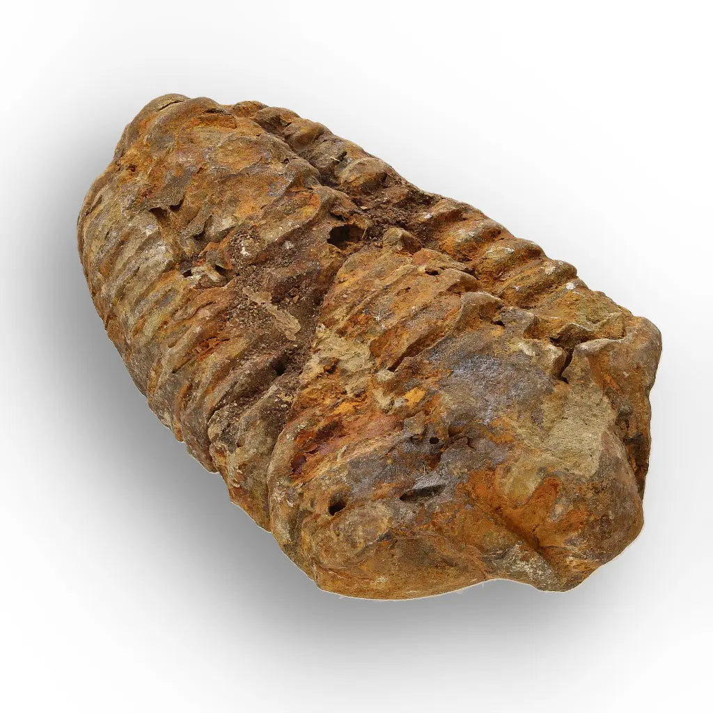 Get your Ancient Oceans Fossil Gift Box online now or in store at Forever Gems in Franschhoek, South Africa