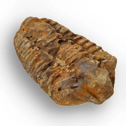 Get your Ancient Oceans Fossil Gift Box online now or in store at Forever Gems in Franschhoek, South Africa