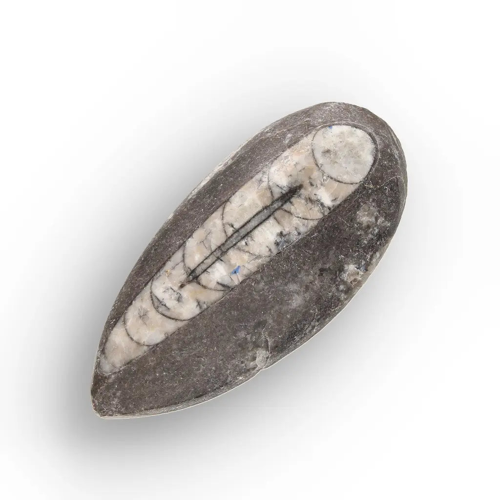 Get your Ancient Oceans Fossil Gift Box online now or in store at Forever Gems in Franschhoek, South Africa