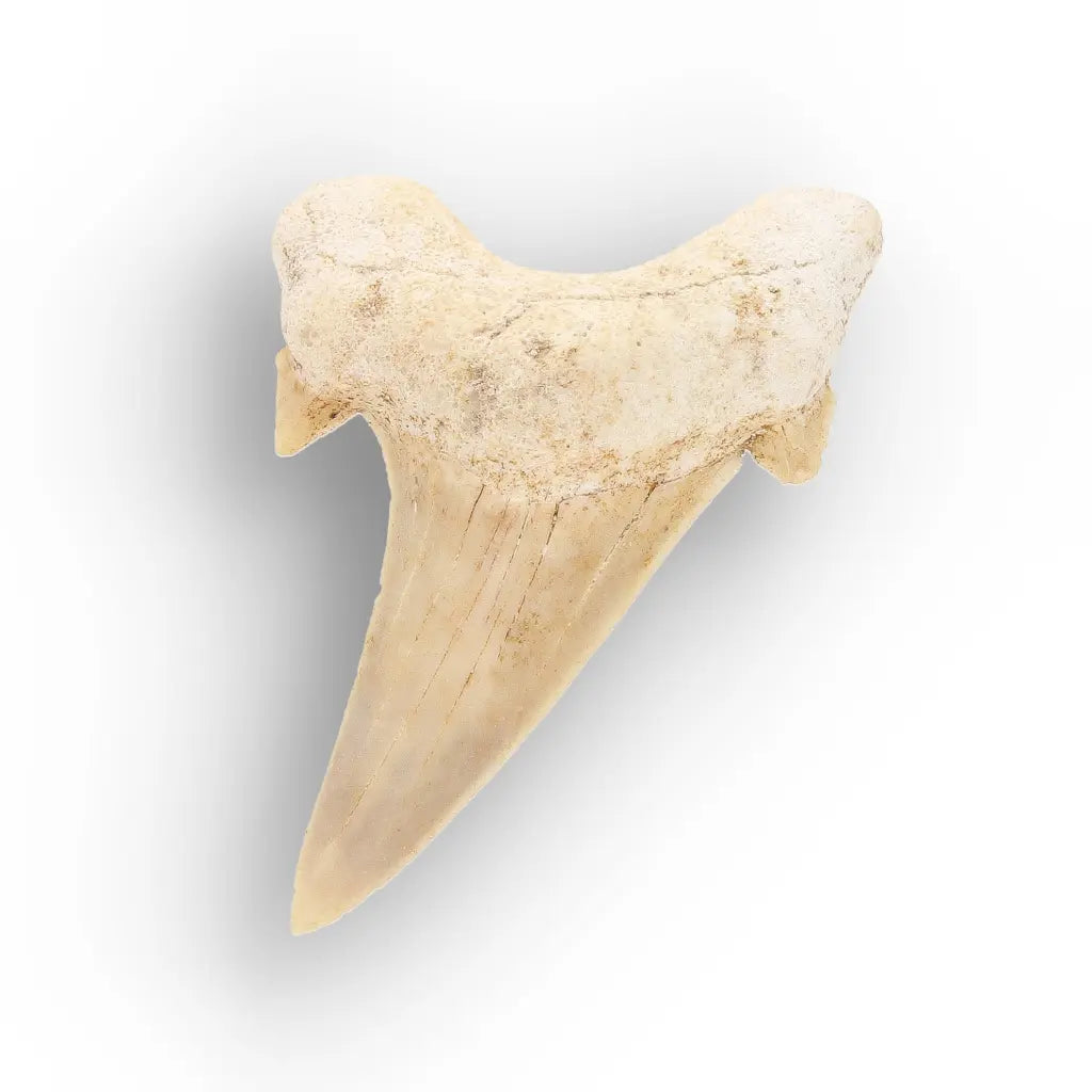 Get your Ancient Oceans Fossil Gift Box online now or in store at Forever Gems in Franschhoek, South Africa