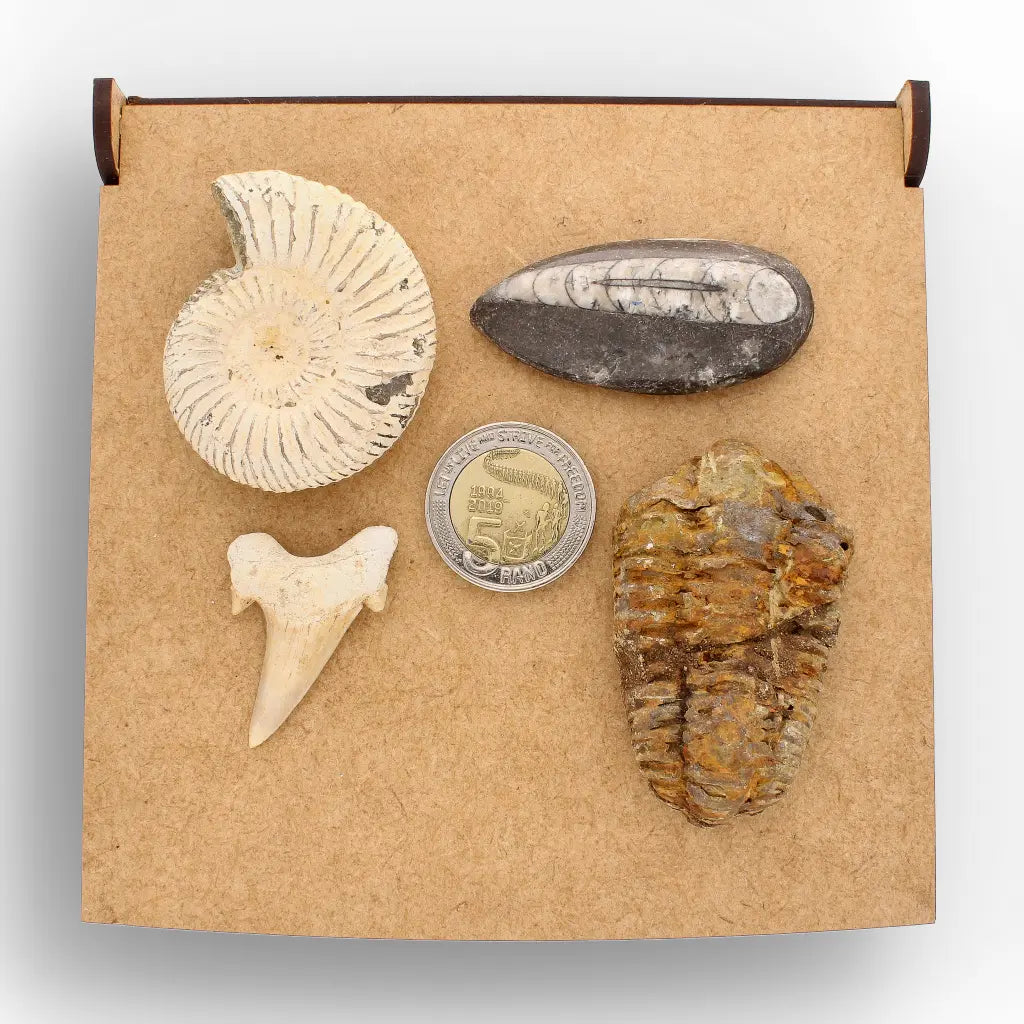 Get your Ancient Oceans Fossil Gift Box online now or in store at Forever Gems in Franschhoek, South Africa