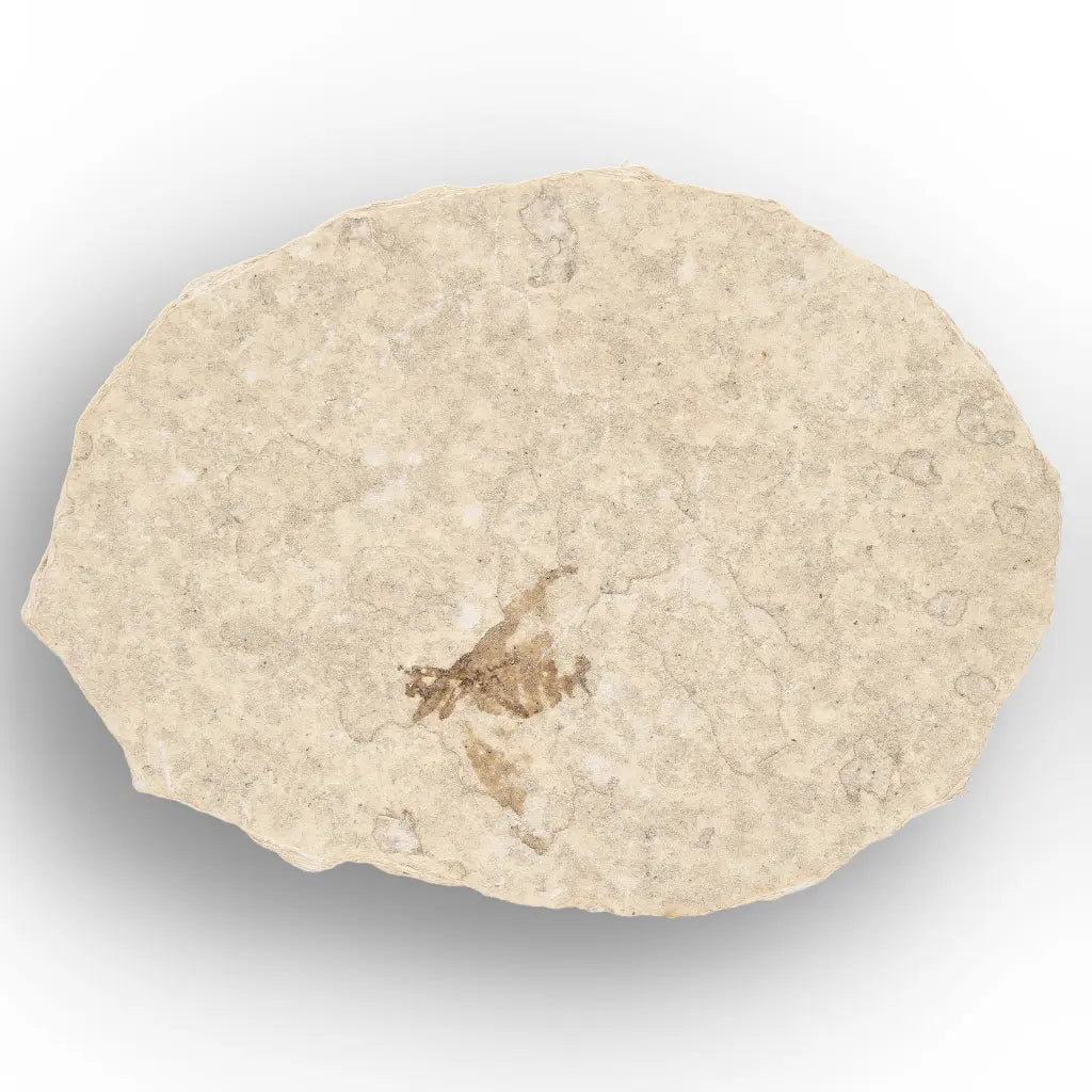Get your Eocene Marsh Fly Fossil from Green River Formation online now or in store at Forever Gems in Franschhoek, South Africa