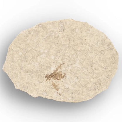 Get your Eocene Marsh Fly Fossil from Green River Formation online now or in store at Forever Gems in Franschhoek, South Africa