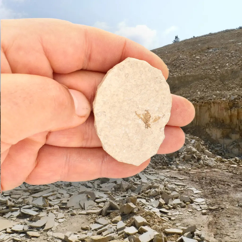 Get your Eocene Marsh Fly Fossil from Green River Formation online now or in store at Forever Gems in Franschhoek, South Africa