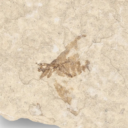 Get your Eocene Marsh Fly Fossil from Green River Formation online now or in store at Forever Gems in Franschhoek, South Africa