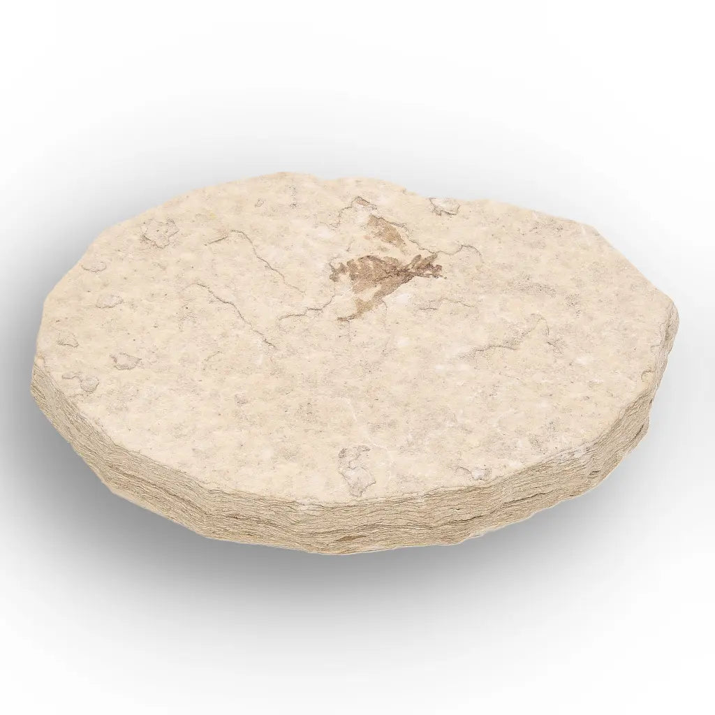 Get your Eocene Marsh Fly Fossil from Green River Formation online now or in store at Forever Gems in Franschhoek, South Africa