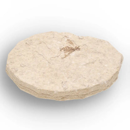 Get your Eocene Marsh Fly Fossil from Green River Formation online now or in store at Forever Gems in Franschhoek, South Africa