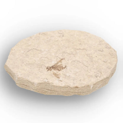Get your Eocene Marsh Fly Fossil from Green River Formation online now or in store at Forever Gems in Franschhoek, South Africa