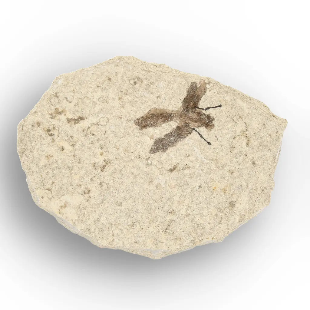 Get your Eocene Marsh Fly Fossil from Green River Formation online now or in store at Forever Gems in Franschhoek, South Africa