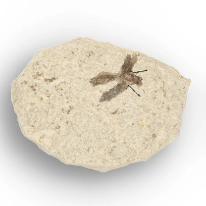 Get your Eocene Marsh Fly Fossil from Green River Formation online now or in store at Forever Gems in Franschhoek, South Africa
