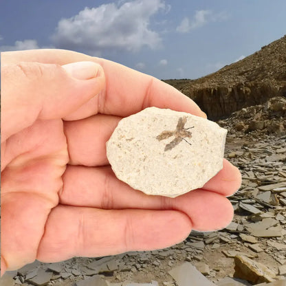 Get your Eocene Marsh Fly Fossil from Green River Formation online now or in store at Forever Gems in Franschhoek, South Africa