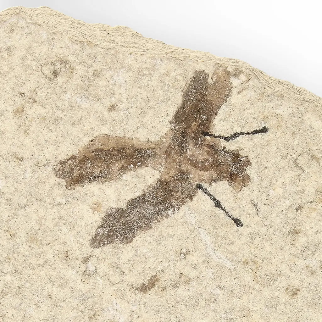 Get your Eocene Marsh Fly Fossil from Green River Formation online now or in store at Forever Gems in Franschhoek, South Africa
