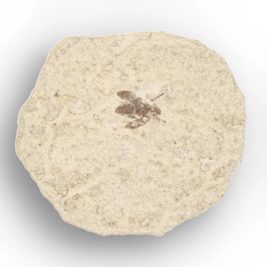 Get your Small Eocene Marsh Fly Fossil – Green River Formation online now or in store at Forever Gems in Franschhoek, South Africa