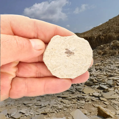 Get your Small Eocene Marsh Fly Fossil – Green River Formation online now or in store at Forever Gems in Franschhoek, South Africa