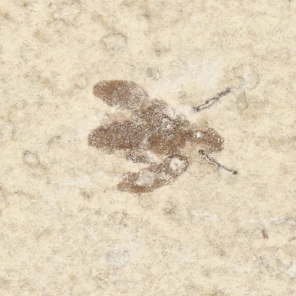 Get your Small Eocene Marsh Fly Fossil – Green River Formation online now or in store at Forever Gems in Franschhoek, South Africa