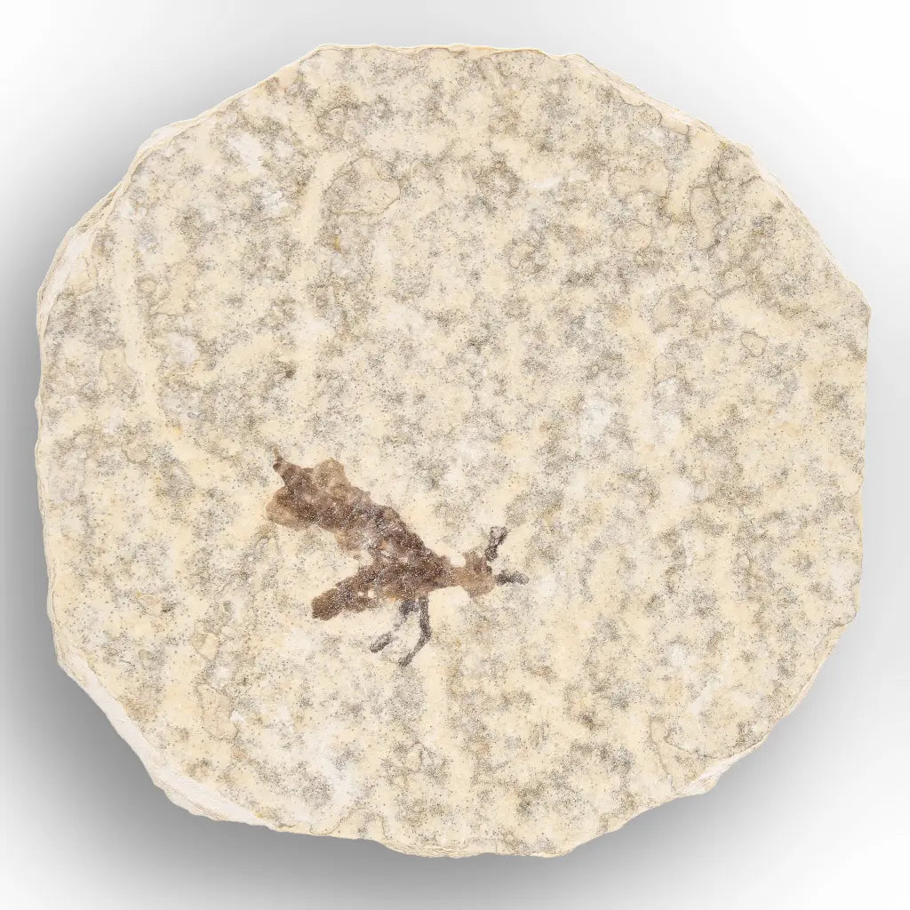 Get your Small Eocene Marsh Fly Fossil – Green River Formation online now or in store at Forever Gems in Franschhoek, South Africa