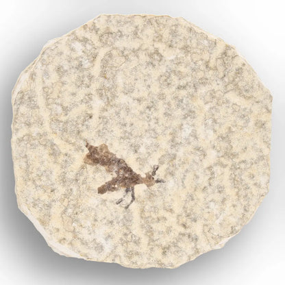 Get your Small Eocene Marsh Fly Fossil – Green River Formation online now or in store at Forever Gems in Franschhoek, South Africa