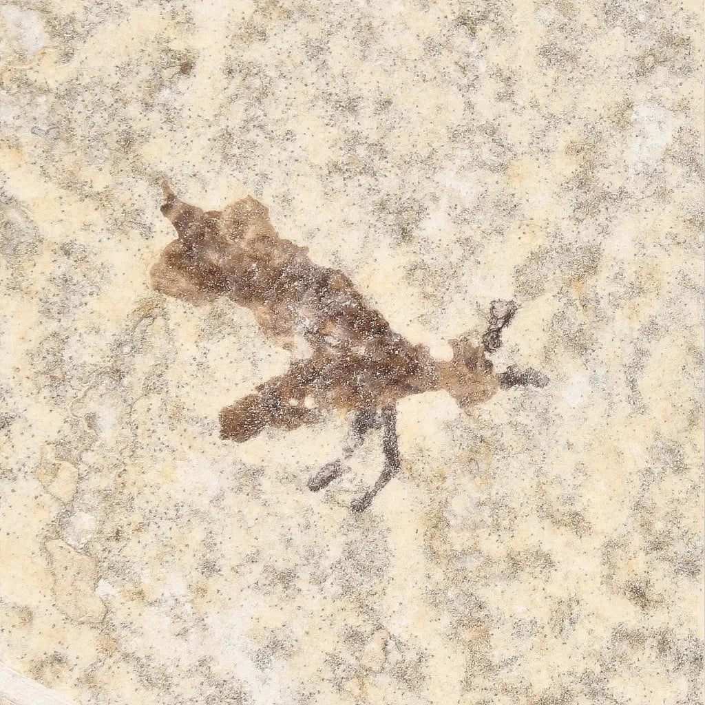 Get your Small Eocene Marsh Fly Fossil – Green River Formation online now or in store at Forever Gems in Franschhoek, South Africa