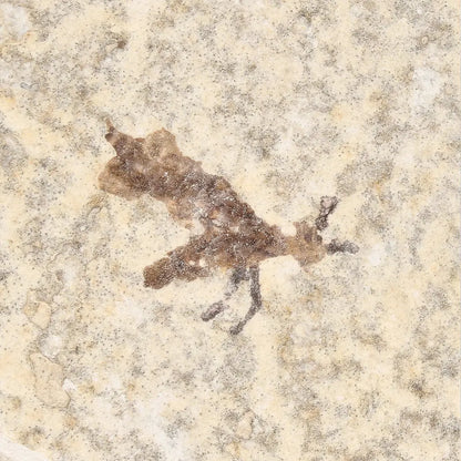 Get your Small Eocene Marsh Fly Fossil – Green River Formation online now or in store at Forever Gems in Franschhoek, South Africa