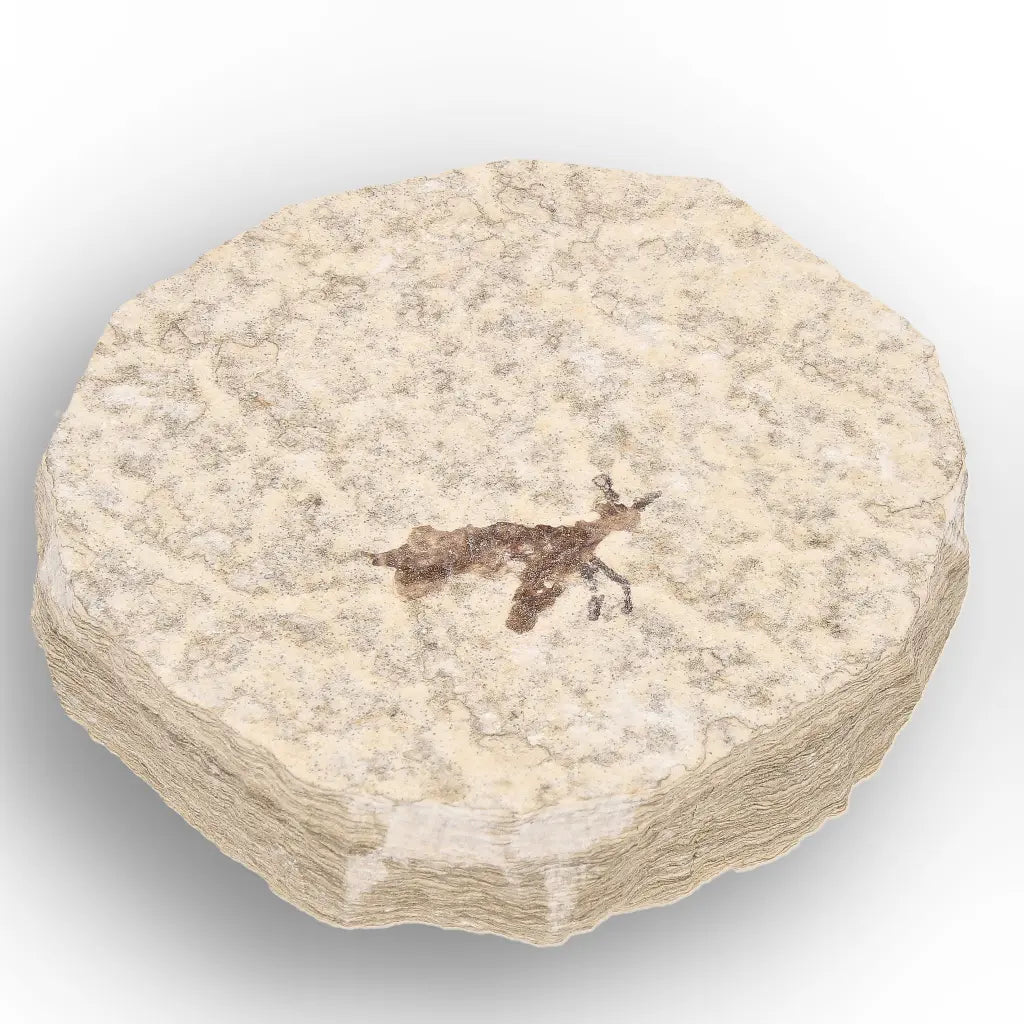 Get your Small Eocene Marsh Fly Fossil – Green River Formation online now or in store at Forever Gems in Franschhoek, South Africa