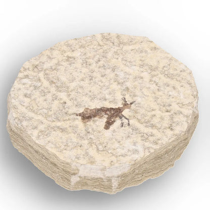 Get your Small Eocene Marsh Fly Fossil – Green River Formation online now or in store at Forever Gems in Franschhoek, South Africa
