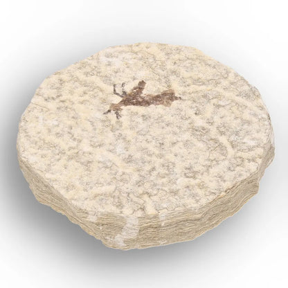 Get your Small Eocene Marsh Fly Fossil – Green River Formation online now or in store at Forever Gems in Franschhoek, South Africa