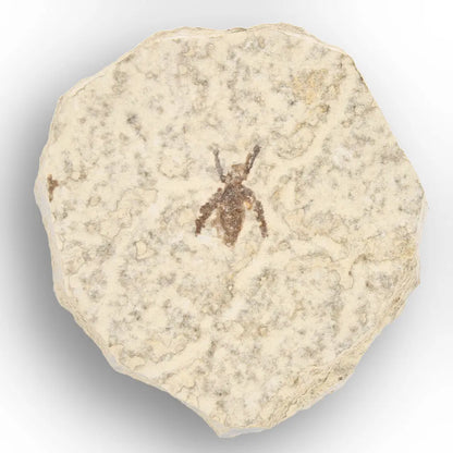 Get your Marsh Fly Fossil (Plecia pealei) in Green River Limestone online now or in store at Forever Gems in Franschhoek, South Africa