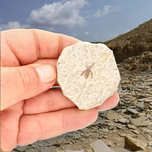 Get your Marsh Fly Fossil (Plecia pealei) in Green River Limestone online now or in store at Forever Gems in Franschhoek, South Africa