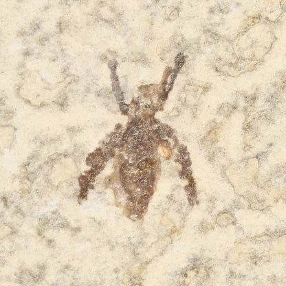 Get your Marsh Fly Fossil (Plecia pealei) in Green River Limestone online now or in store at Forever Gems in Franschhoek, South Africa