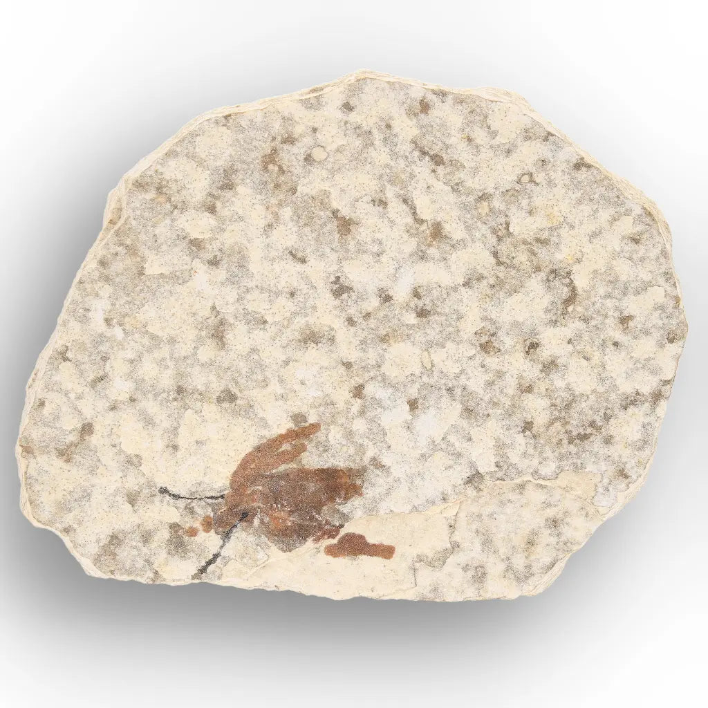 Get your Eocene Marsh Fly Fossil in Green River Limestone online now or in store at Forever Gems in Franschhoek, South Africa