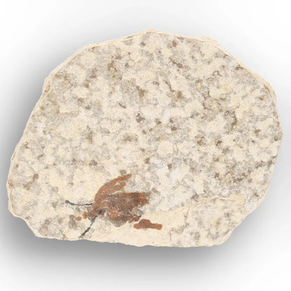 Get your Eocene Marsh Fly Fossil in Green River Limestone online now or in store at Forever Gems in Franschhoek, South Africa
