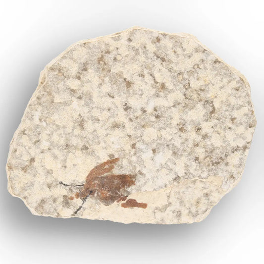 Get your Eocene Marsh Fly Fossil in Green River Limestone online now or in store at Forever Gems in Franschhoek, South Africa