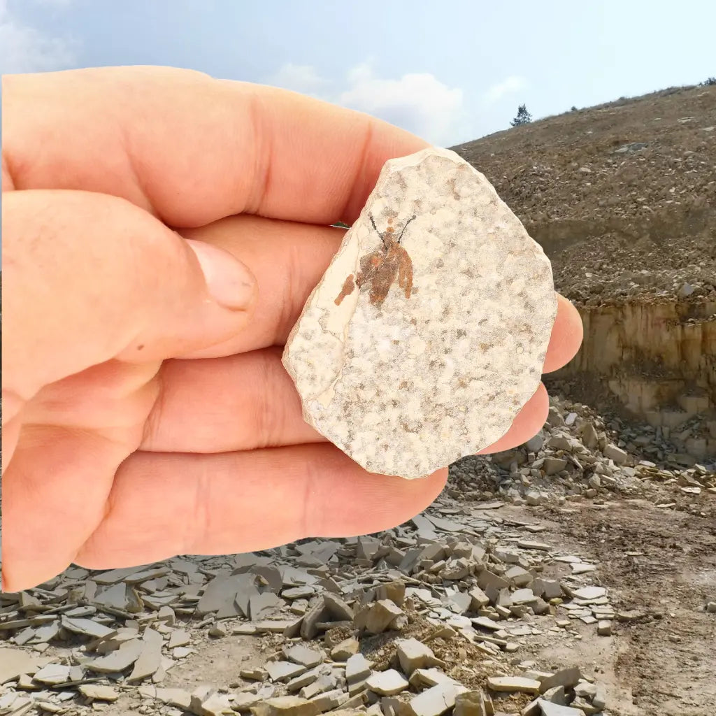 Get your Eocene Marsh Fly Fossil in Green River Limestone online now or in store at Forever Gems in Franschhoek, South Africa