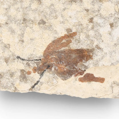 Get your Eocene Marsh Fly Fossil in Green River Limestone online now or in store at Forever Gems in Franschhoek, South Africa