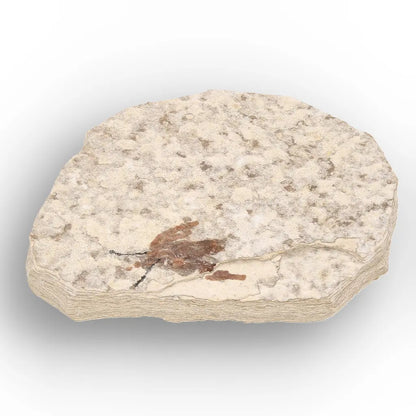 Get your Eocene Marsh Fly Fossil in Green River Limestone online now or in store at Forever Gems in Franschhoek, South Africa