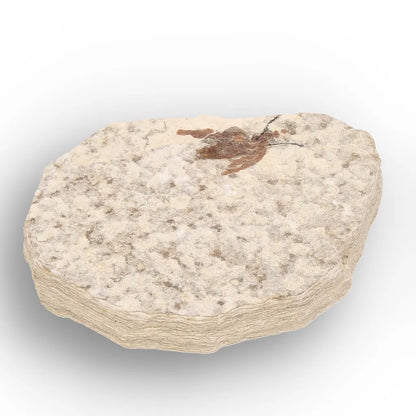 Get your Eocene Marsh Fly Fossil in Green River Limestone online now or in store at Forever Gems in Franschhoek, South Africa