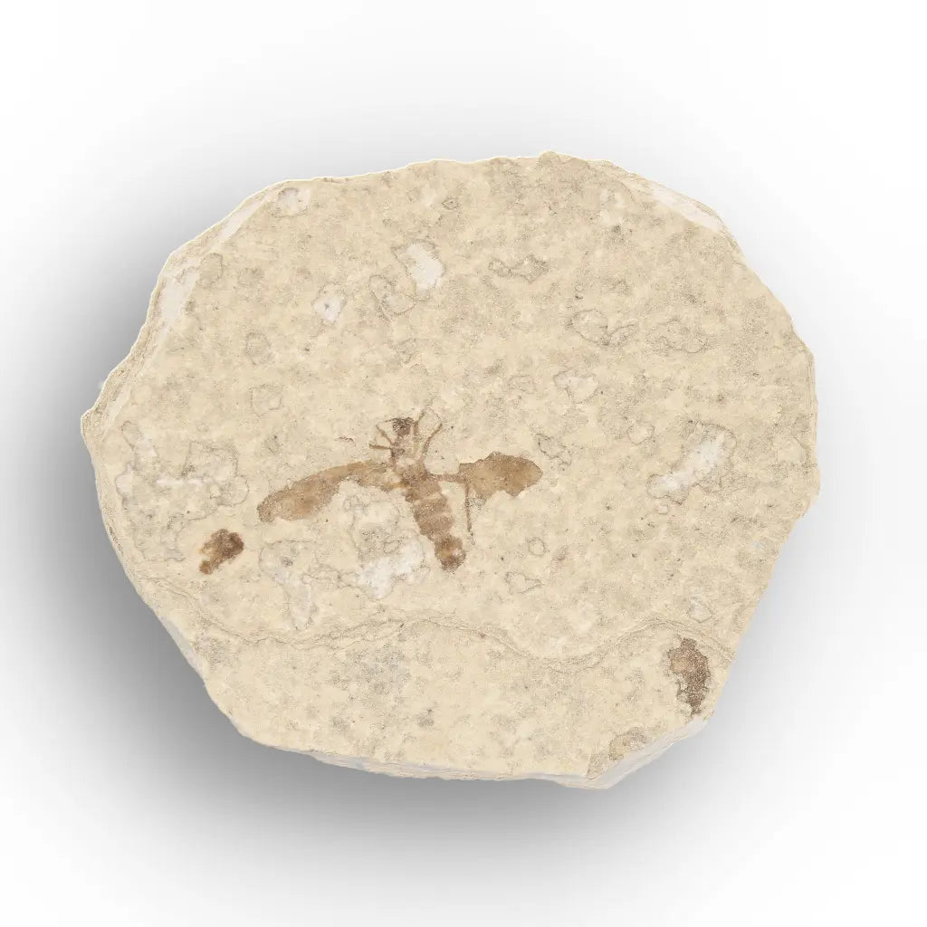 Get your Eocene Marsh Fly Fossil in Green River Limestone online now or in store at Forever Gems in Franschhoek, South Africa