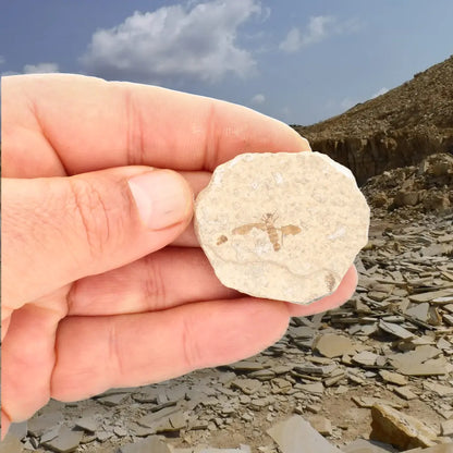 Get your Eocene Marsh Fly Fossil in Green River Limestone online now or in store at Forever Gems in Franschhoek, South Africa
