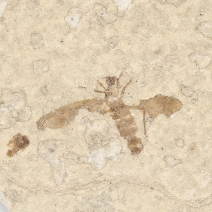 Get your Eocene Marsh Fly Fossil in Green River Limestone online now or in store at Forever Gems in Franschhoek, South Africa