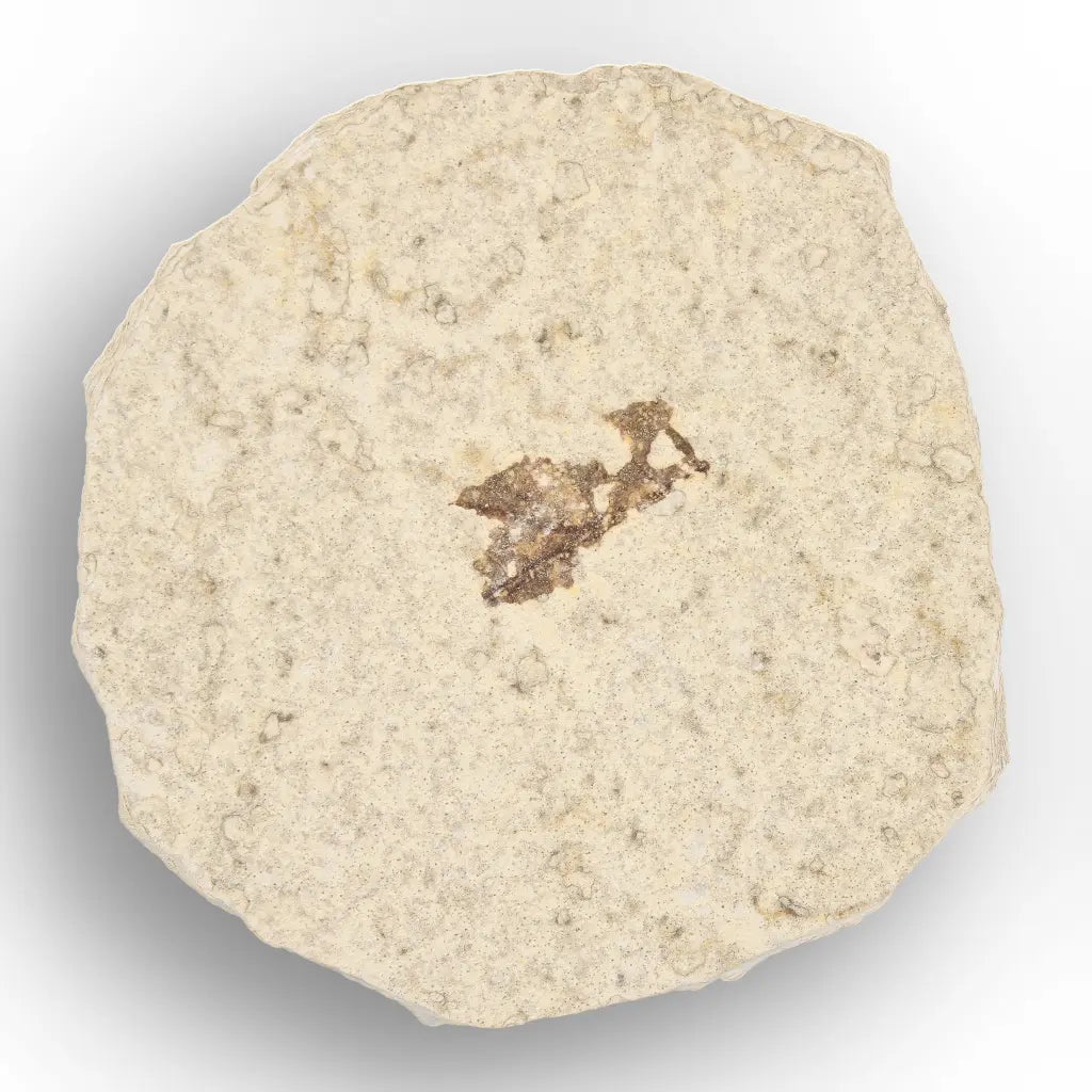 Get your Authentic Eocene Marsh Fly Fossil from Green River online now or in store at Forever Gems in Franschhoek, South Africa
