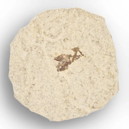 Get your Authentic Eocene Marsh Fly Fossil from Green River online now or in store at Forever Gems in Franschhoek, South Africa