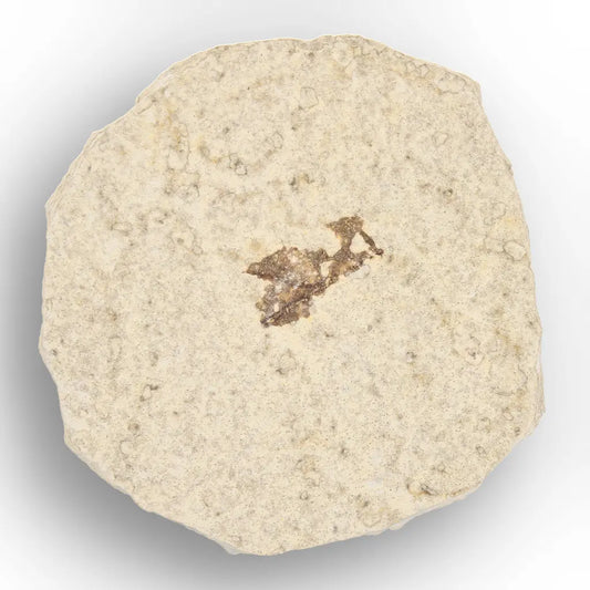 Get your Authentic Eocene Marsh Fly Fossil from Green River online now or in store at Forever Gems in Franschhoek, South Africa
