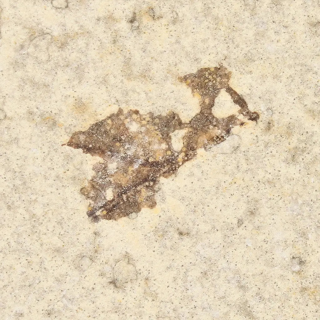 Get your Authentic Eocene Marsh Fly Fossil from Green River online now or in store at Forever Gems in Franschhoek, South Africa