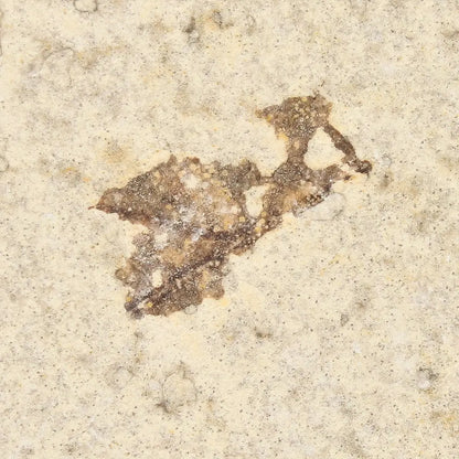 Get your Authentic Eocene Marsh Fly Fossil from Green River online now or in store at Forever Gems in Franschhoek, South Africa
