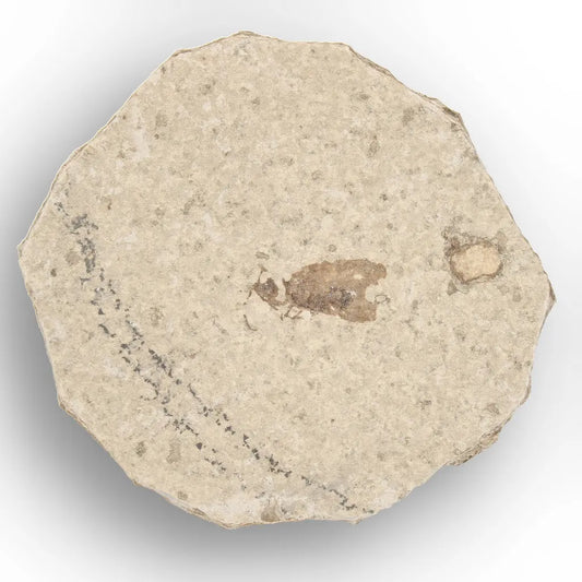 Get your Rare Eocene Marsh Fly Fossil from Wyoming online now or in store at Forever Gems in Franschhoek, South Africa